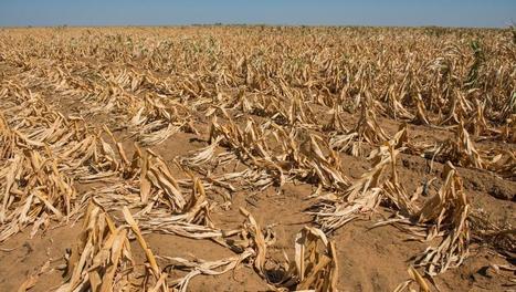 L’agriculture africaine menacée par les chenilles légionnaires - RFI | AFRIQUES | Scoop.it