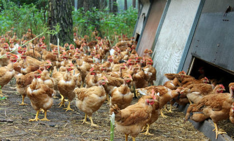 Période faste pour l’installation agricole dans les Landes  | Landes | Scoop.it