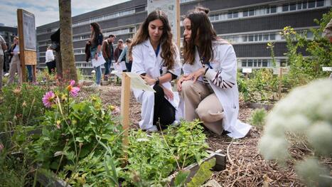 Le nouveau jardin botanique de la faculté de pharmacie à Reims est ouvert à tous | Le fil d'actualités de l'URCA | Scoop.it