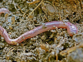 How turning worms will save planet | CleanTech | Scoop.it