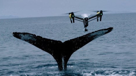 Snotbot's Sea of Cortez Whaling Expedition - Drone Business Center | Remotely Piloted Systems | Scoop.it