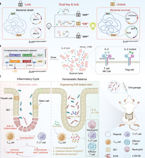 Dual-Key Genetic Circuit Enables Stable and Self-Regulated Engineered Bacteria for the Treatment of Ulcerative Colitis | advS | RMH | Scoop.it