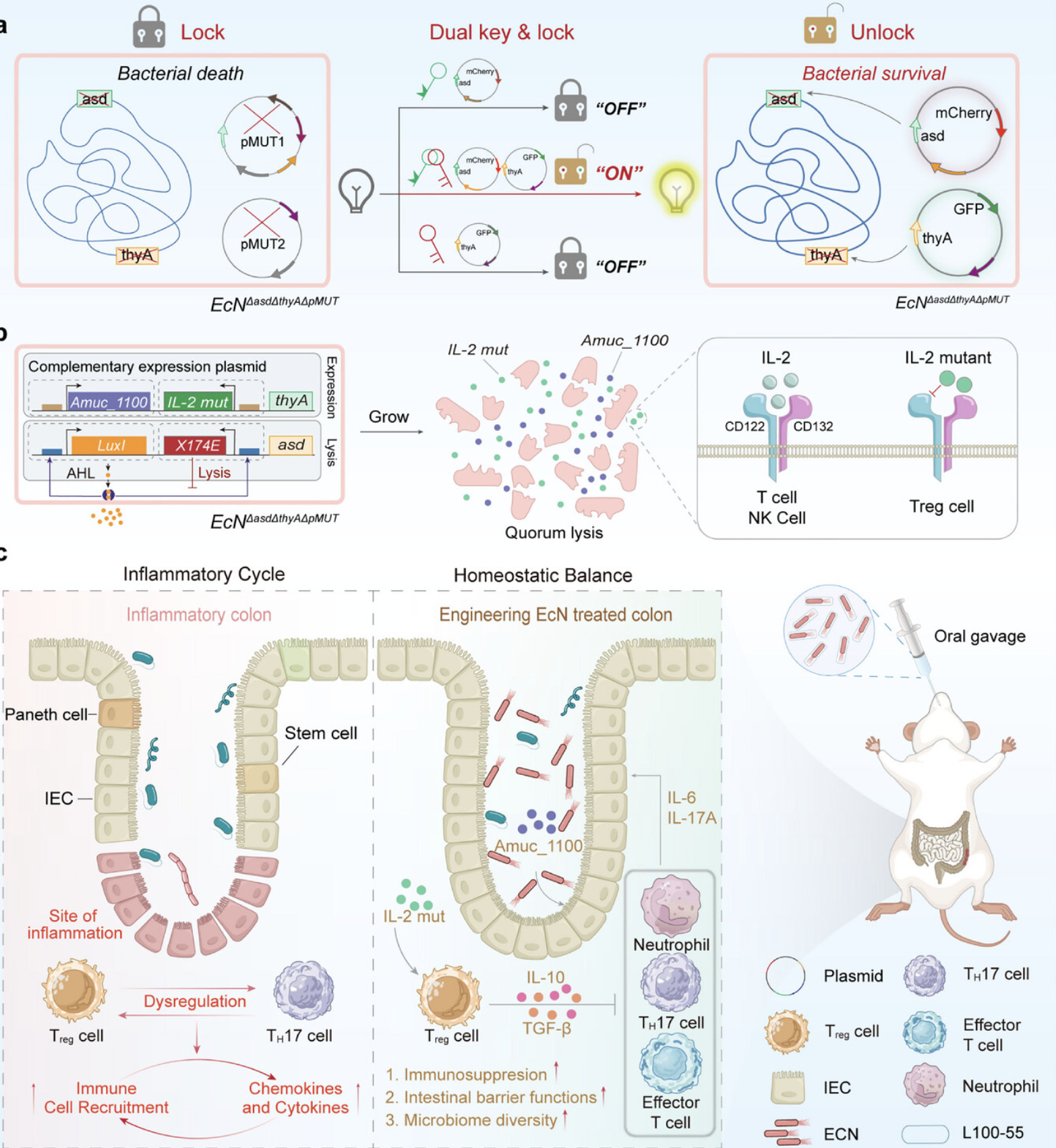 Dual-Key Genetic Circuit Enables Stable and Sel...