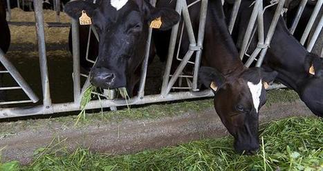 Alimentation du bétail, un des remparts au cancer | Lait de Normandie... et d'ailleurs | Scoop.it