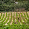 Les Colocs du jardin