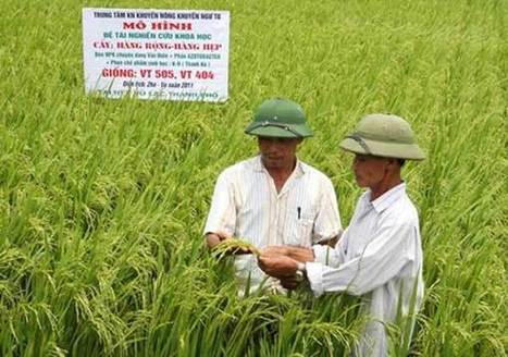 Vietnam: Efficient rice farming to curb emissions - News VietNamNet | SRI Global News ++ March - May 2025    System of Rice Intensification (SRI) | Scoop.it
