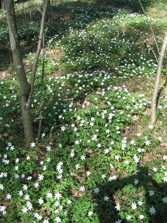 Liisan nettikasvio | 1Uutiset - Lukemisen t&auml;hden | Scoop.it