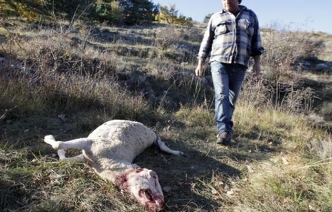 Loz&egrave;re: Un maire brave l&rsquo;Etat et autorise l&rsquo;abattage du loup | Biodiversit&eacute; | Scoop.it