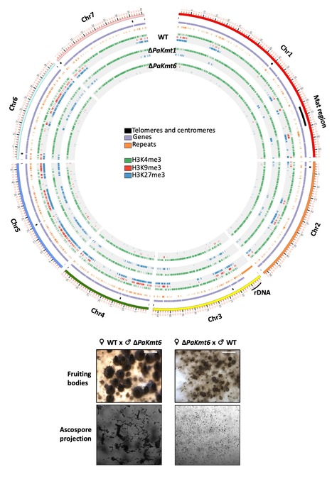 L'épigénome du champignon Podospora anserina montre une interdépendance des modifications d’histones qui participent à la condensation de l’ADN sous forme d’hétérochromatine | I2BC Paris-Saclay | Scoop.it