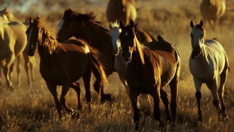 Australie: le gouvernement veut abattre des chevaux sauvages - Asie-Pacifique - RFI | Cheval et Nature | Scoop.it