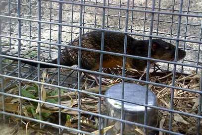 Bush turkey and scrub turkey traps for hire. Wi...