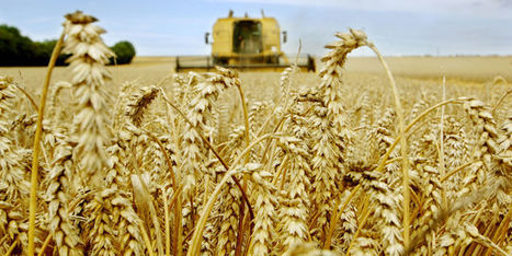 Conséquence de la sécheresse, les cours des céréales flambent | Questions de développement ... | Scoop.it