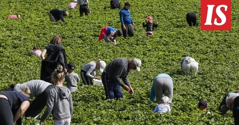 Palkka käteen jopa 17 euroa / tunti – toimittaja poimi mansikoita suomalaisella tilalla niin nopeasti kuin suinkin pystyi, ja hämmentyi lopputuloksesta - Kotimaa | 1Uutiset - Lukemisen tähden | Scoop.it