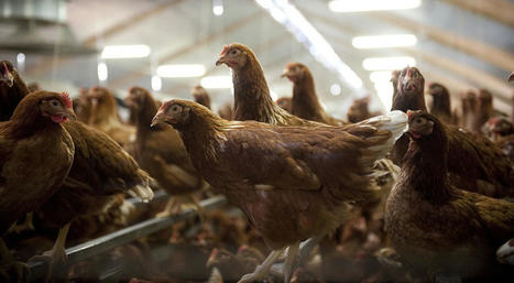 Influenza aviaire : la situation en France - Ministère de l'Agriculture et de la Souveraineté alimentaire | Biodiversité | Scoop.it