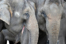 Le caf&eacute; le plus cher au monde produit par des &eacute;l&eacute;phants | Les Gentils PariZiens | style & art de vivre | Scoop.it