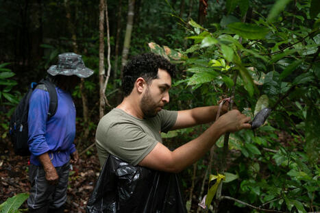 What would happen if the Amazon rainforest dried out? This decades-long experiment has some answers | RAINFOREST EXPLORER | Scoop.it