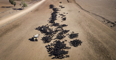 Drought Relief Is Coming. Australia&rsquo;s Farmers Say It&rsquo;s Nowhere Near Enough | ASIES | Scoop.it