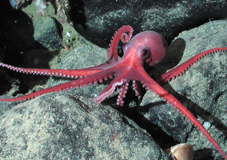 » Octopuses Edit Proteins to Beat the Cold | Science News | Scoop.it