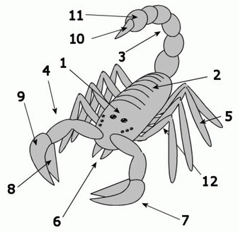 Skorpionit | Wikiwand | 1Uutiset - Lukemisen tähden | Scoop.it