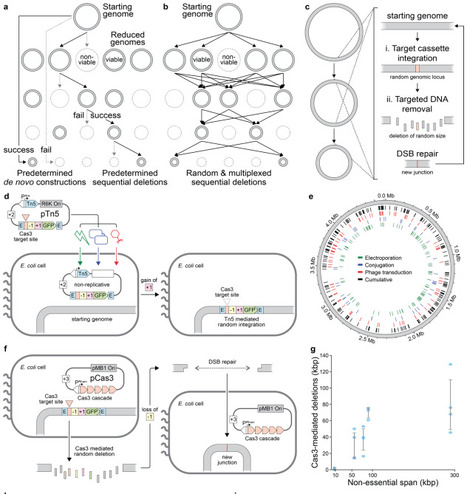 Unbiased and scalable reduction of diverse bacterial genomes | brvsys | RMH | Scoop.it