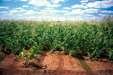 Le ministère de l’Agriculture au premier rang du lobbying des « nouveaux OGM » | Les Colocs du jardin | Scoop.it