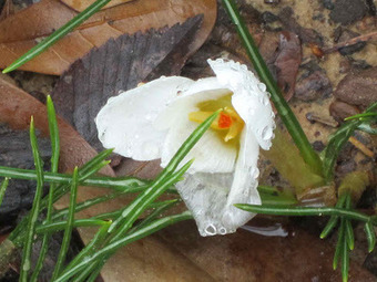 Roses and Other Gardening Joys: A Bloom of Significance | Gardening Life | Scoop.it