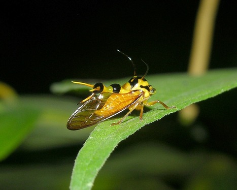 13 - … en guêpes menaçantes… | EntomoScience | Scoop.it