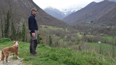 Le confinement propice à la sortie des ours : les éleveurs des Pyrénées aux aguets | Vallées d'Aure & Louron - Pyrénées | Scoop.it