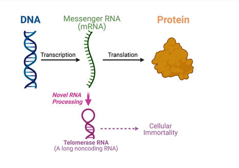 Unusual RNA biogenesis: Scientists discover dual-function messenger RNA | Amazing Science | Scoop.it