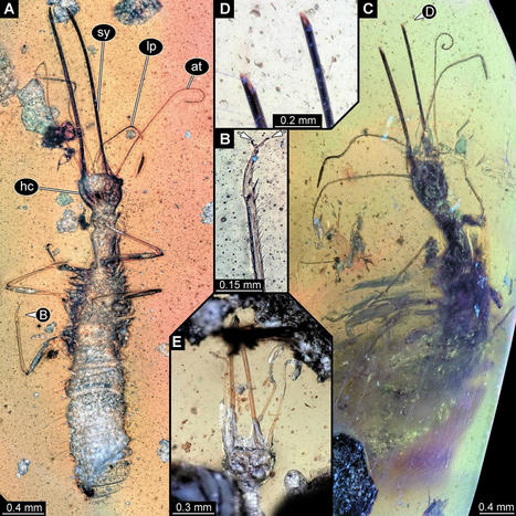 De curieux fossiles d'insectes conservés dans l'ambre birman depuis 100 millions d'années | EntomoNews | Scoop.it