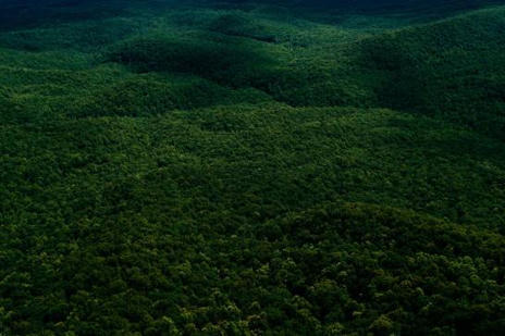 Plantas primitivas: as&iacute; sobrevivieron a la extinci&oacute;n m&aacute;s masiva | Mi Caj&oacute;n de Ideas | Scoop.it