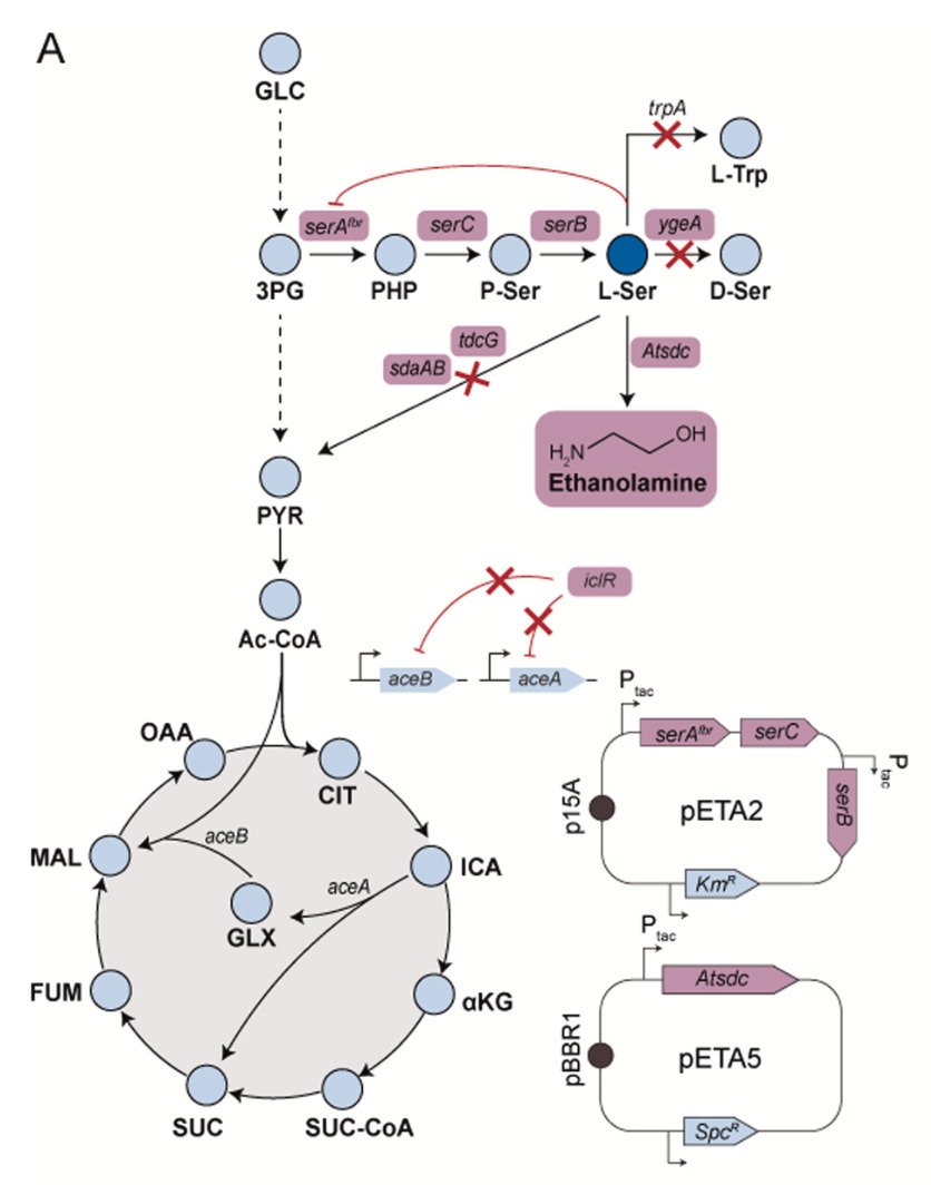Metabolic engineering of Escherichia coli for t...