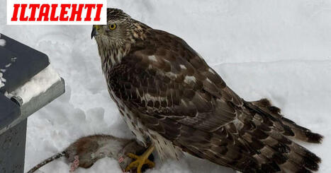 Jani kuvasi Puotilassa kiipeillytt&auml; rottaa, kun yll&auml;tt&auml;v&auml; peto iski "aivan puskista" | 1Uutiset - Lukemisen t&auml;hden | Scoop.it