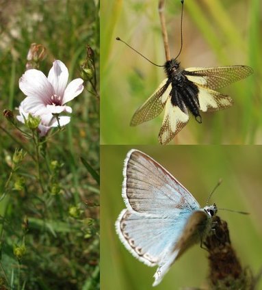 Pelouses calcaires et silicicoles, milieux menacés ! | Insect Archive | Scoop.it