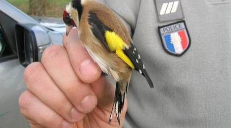 Un homme qui capturait des chardonnerets élégants interpellé en Camargue | Biodiversité | Scoop.it