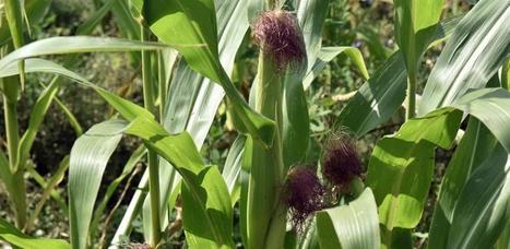 États-Unis : Un maïs génétiquement enrichi en méthionine - France agricole | Lait de Normandie... et d'ailleurs | Scoop.it