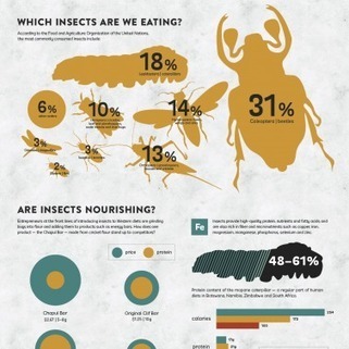 Can Insects Feed A Hungry Planet? | Stage 5 Sustainable Biomes | Scoop.it