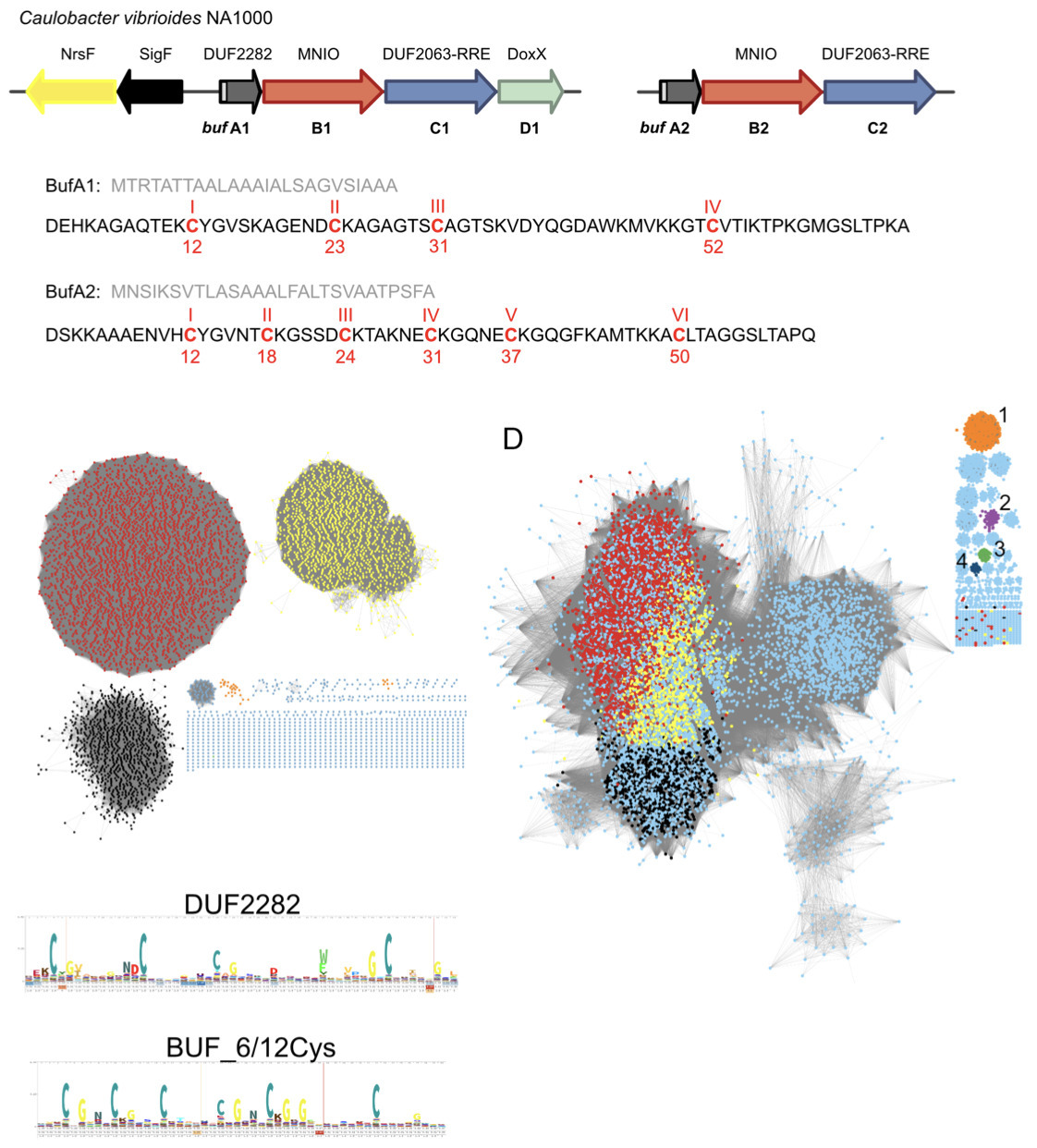 A widespread family of ribosomal peptide metall...