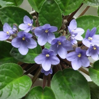 Puutarha | 1Uutiset - Lukemisen t&auml;hden | Scoop.it