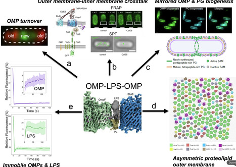 Bacteriocin biophysics: From protein-protein interaction models to navigators of the bacterial cell envelope | jbc | RMH | Scoop.it
