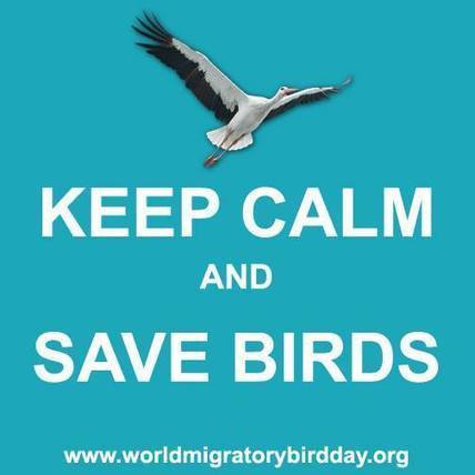 Newsroom |World Migratory Bird Day | Biodiversit&eacute; | Scoop.it