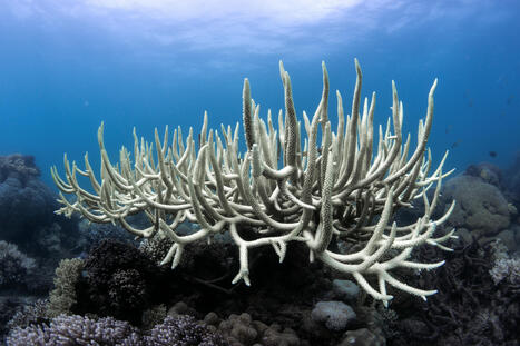 UNOC-3 à Nice : l'espoir d'un sursaut international pour la protection des océans | DURABILITES | Scoop.it