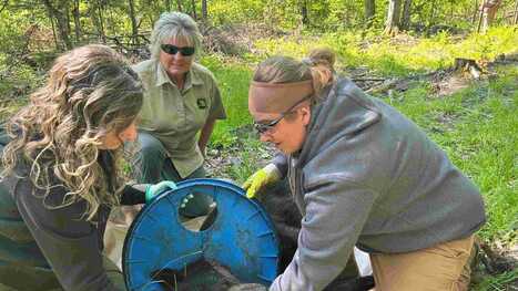 After 2 years with a lid stuck on its neck, a Michigan black bear is finally free | Industry 411 - Waste Management | Scoop.it