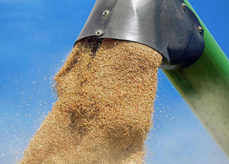 La production mondiale de céréales et d’oléagineux reste stable - L'AGEFI | Agriculture et Alimentation Durable Méditerranéenne | Scoop.it