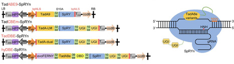 Engineering Adenine Deaminase TadA for Precise and PAM-Flexible Point Mutagenesis and Gradient-Tuning Endogenous Protein Design | AdvS | RMH | Scoop.it