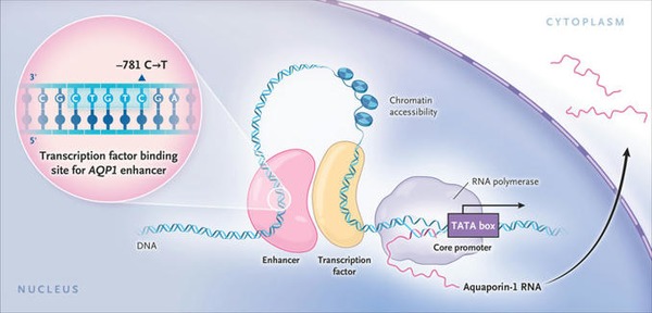 Aquaporin-1 Expression and Ultrafiltration of the Peritoneal Membrane | Peritoneal dialysis | Scoop.it
