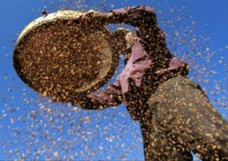 #CONSOMMATION | M&ecirc;me &laquo;#bio&raquo;, le #s&eacute;same #indien est truff&eacute; d&rsquo;#insecticide #canc&eacute;rig&egrave;ne | RSE et D&eacute;veloppement Durable | Scoop.it