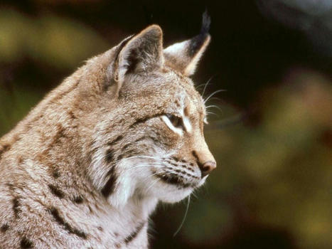Deux jeunes lynx mâles relâchés dans le massif du Jura - Sciences et Avenir | Biodiversité | Scoop.it