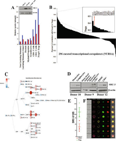 Steroid receptor coactivator 3 ( SRC-3 / AIB1 ) is enriched and functional in mouse and human Tregs | Immunology | Scoop.it