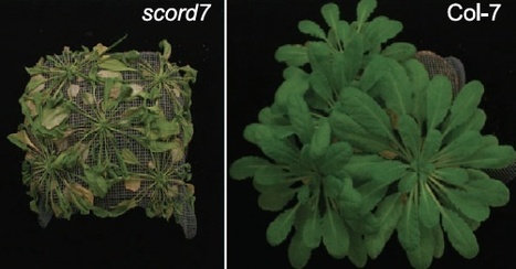 PLoS Pathogens: A Genetic Screen Reveals Arabidopsis Stomatal and/or Apoplastic Defenses against Pseudomonas syringae pv. tomato DC3000 | Plants and Microbes | Scoop.it